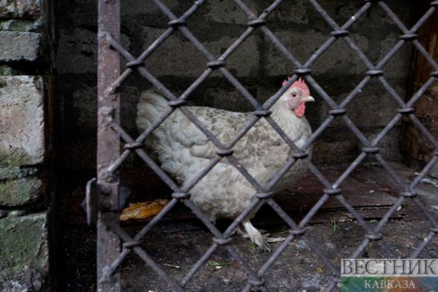 China reports bird flu outbreak
