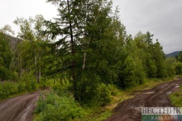 Ingushetia to create forest nursery with 150 thousand seedlings