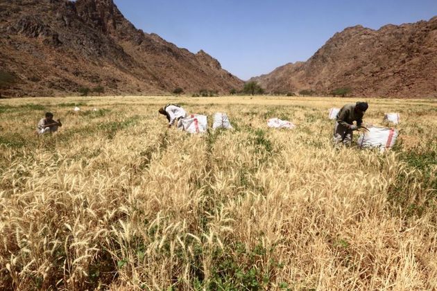 Peasants in a wheat field in Tabuk. The construction of a high-tech city involves the forced eviction of a tribe