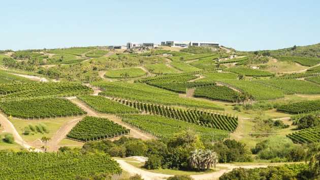 Top wine producing locations 