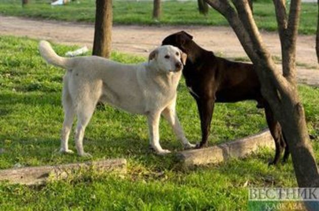 1st dog with COVID in US dies