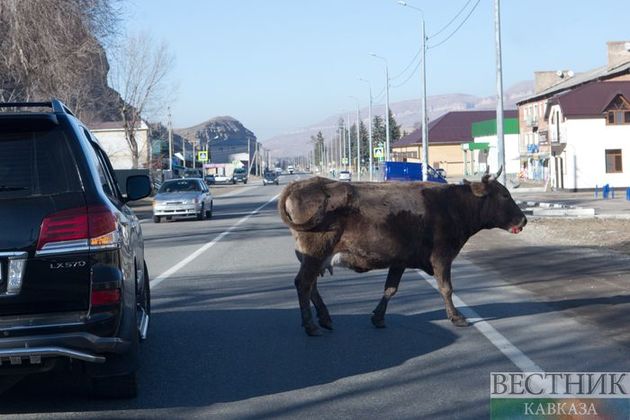 Car hits cow in Grozny district
