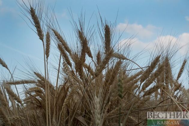 Russia dominates wheat market
