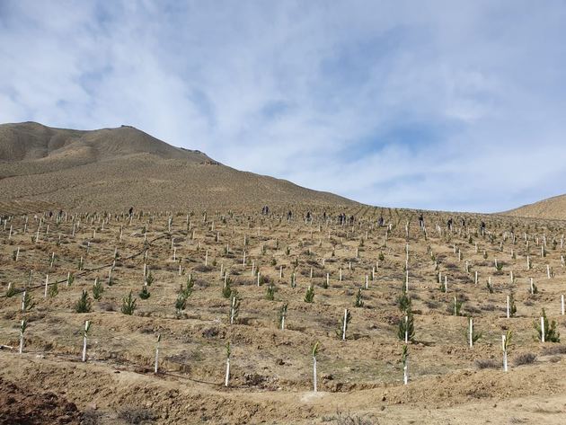 Oriental plane trees planted in liberated Azerbaijan&#039;s Zangilan district