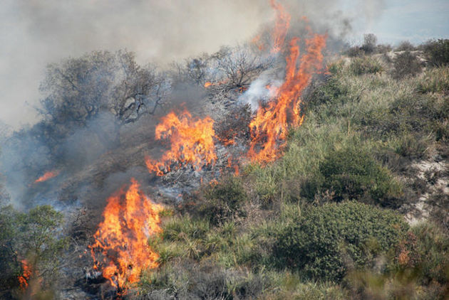 Forest fire spreads to Sochi