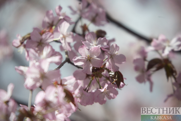 Spring blossoming in Moscow (photo report)