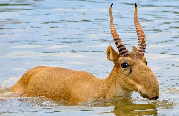 Endangered antelope rebounds in Kazakhstan, but threats loom