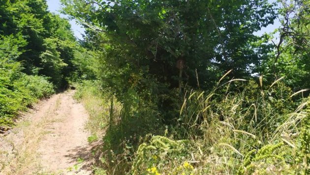 ANAMA: Armenian occupants mined Azerbaijani trees (PHOTOS)