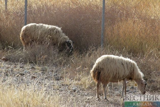 Lightning strike kills more than 500 sheep in Georgia