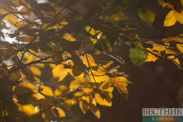 Golden Autumn in the Botanical Garden (photo report)
