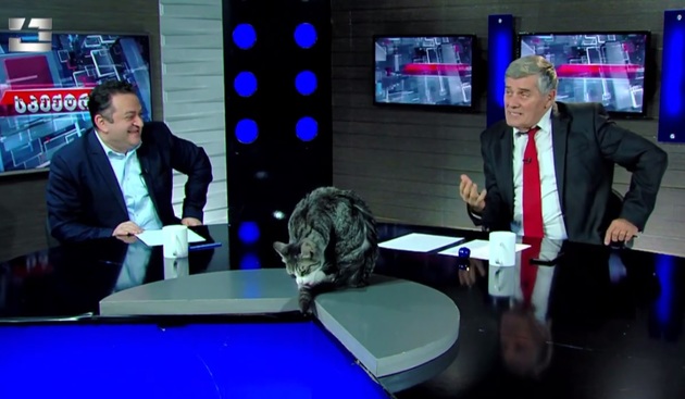 Cat interrupts live political TV show in Georgia
