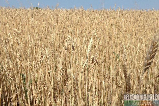 Kazakhstan imposed quota on wheat exports