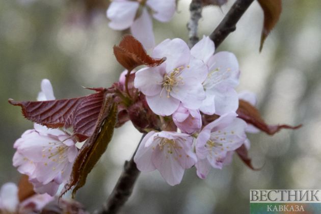 Hanami in Moscow (photo gallery)
