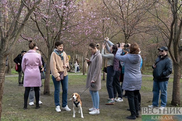Hanami in Moscow (photo gallery)