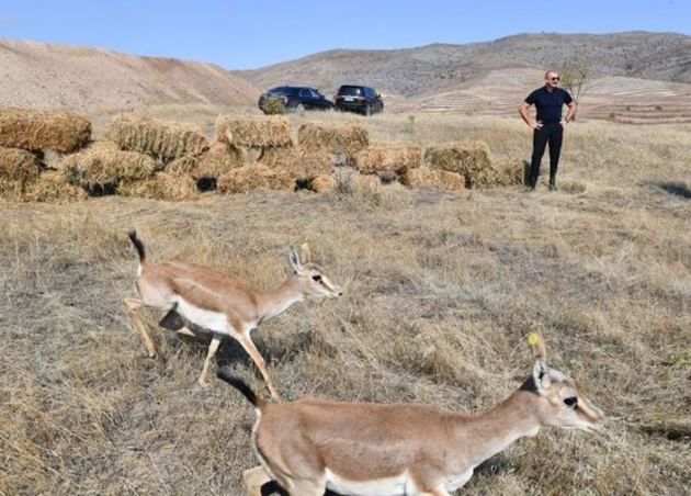 Ilham Aliyev and Mehriban Aliyeva release gazelles in Jabrayil
