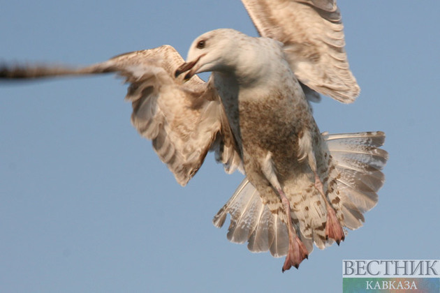 Azerbaijan: Eurasia&#039;s most underrated destination for birdwatching