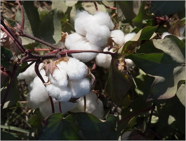 Cotton production to be restored in Dagestan