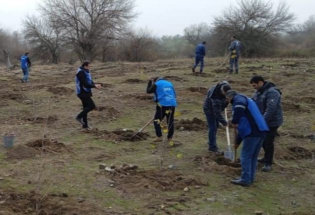 Oriental place and ash seedlings planted in Zangilan region