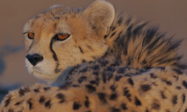 One of last Asiatic cheetah cub dies in Iran