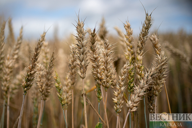 UN counts on grain deal extension