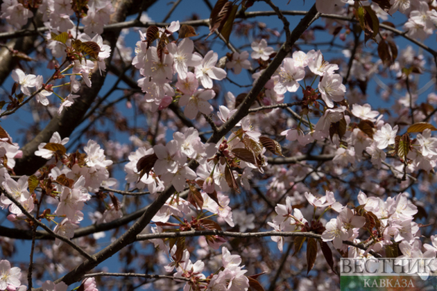 Blooming sakura in Moscow