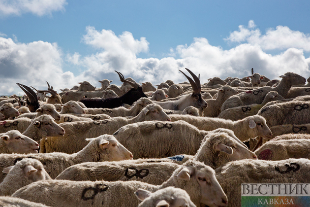 Karachay-Cherkessia to double farm animal production