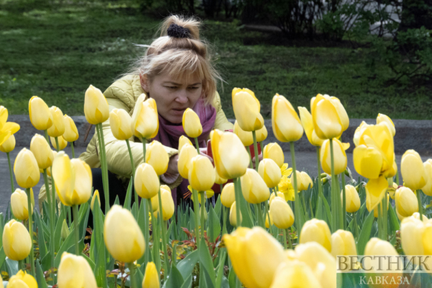 Spring in Moscow: apple trees and tulips bloom in capital
