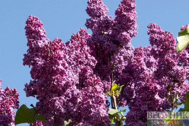 Lilac blossoms in Moscow