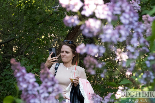 Lilac blossoms in Moscow