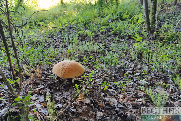 Search and rescue operation under way in North Ossetia for missing mushroom picker 