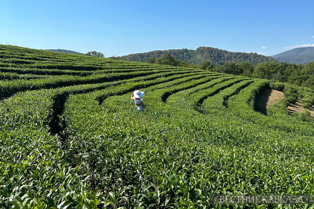Tea plantations in Sochi visited by record number of tourists 