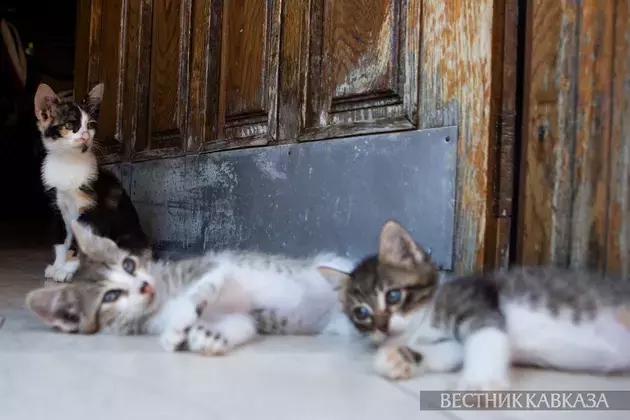 Baku cats: furry and laid-back owners of Baku