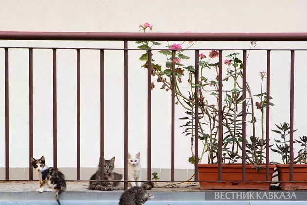 Baku cats: furry and laid-back owners of Baku