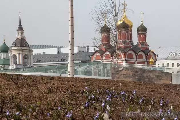 Early spring comes to Moscow: delicate primroses bloomed in Zaryadye and Muzeon