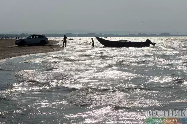Russia, Azerbaijan and Kazakhstan rescued 63 seals in Caspian Sea