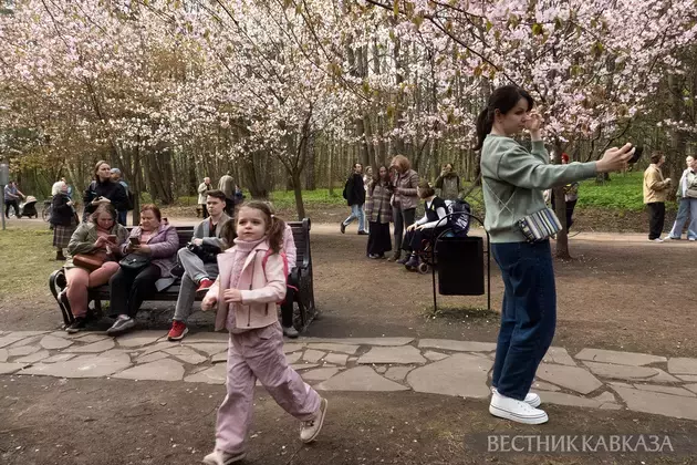 Sakura in Moscow 2024: how delicate Japanese sakura blossoms in Biryulevsky Arboretum