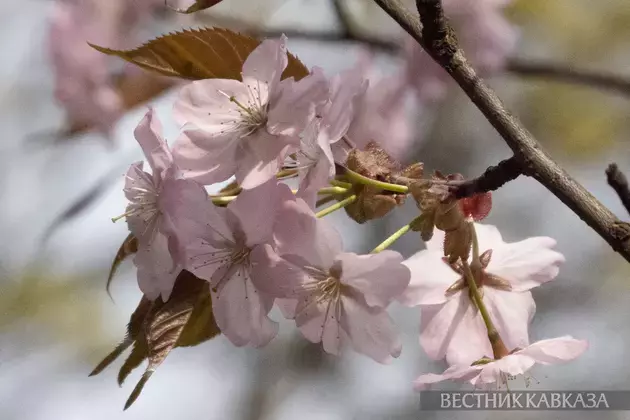 Sakura in Moscow 2024: how delicate Japanese sakura blossoms in Biryulevsky Arboretum