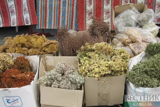 Unemployed to collect medicinal herbs in Ingushetia