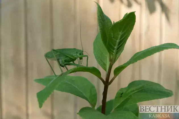 Kazakhstan to feed world with locusts