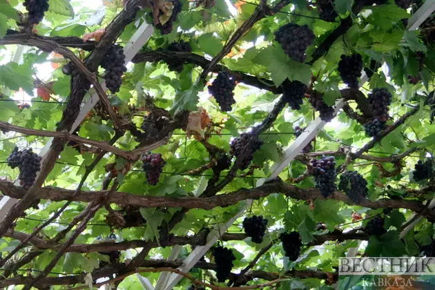 Ministry of Finance proposes Kizlyar Brandy Factory to grow grapes