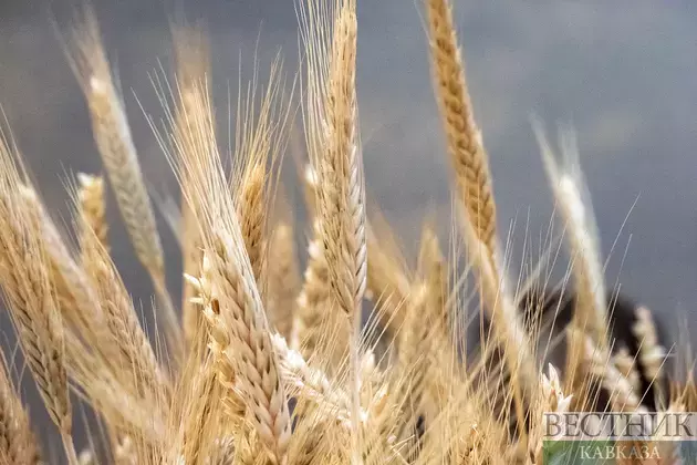 Kuban harvests almost 12 mln tons of grain