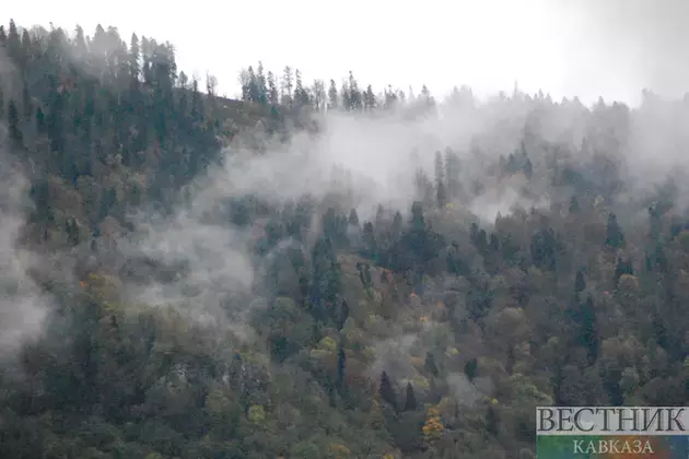 Azerbaijan, Türkiye discuss problem of forest fires