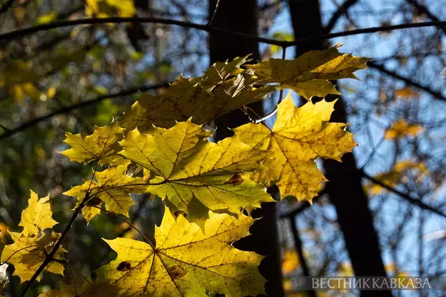 Golden autumn in Moscow 2024: How city and nature welcomed October