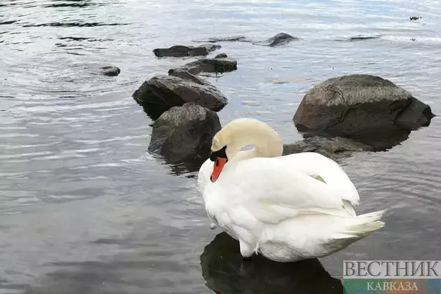 About 1,700 birds rescued in Kuban after fuel oil spill