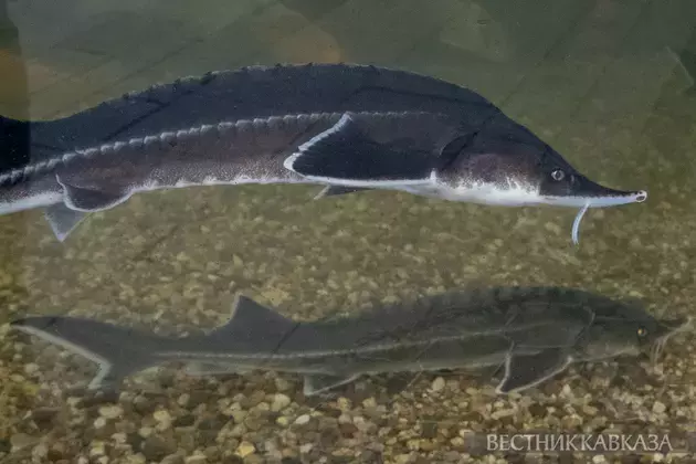 Sturgeon farm to be built in Kazakhstan