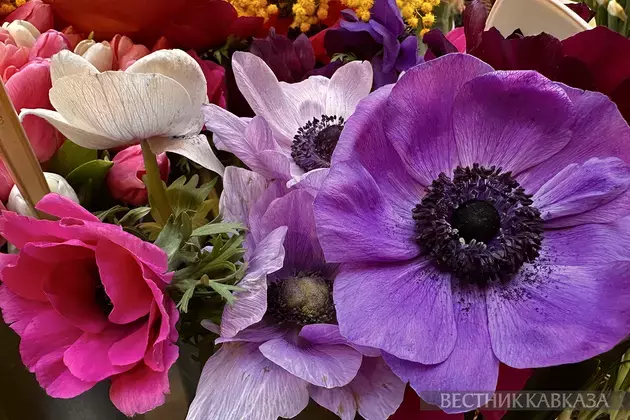 Spring flowers in Moscow: how the capital is preparing for March 8