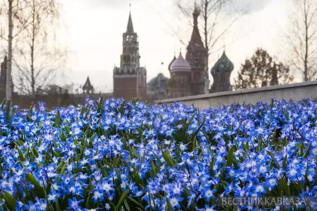 Primroses in Moscow 2025: how crocuses, chionodoxas and coltsfoot bloomed