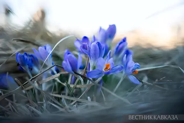 Primroses in Moscow 2025: how crocuses, chionodoxas and coltsfoot bloomed