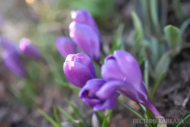 Primroses in Moscow 2025: how crocuses, chionodoxas and coltsfoot bloomed