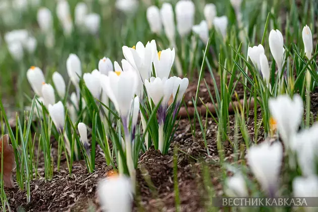 Primroses in Moscow 2025: how crocuses, chionodoxas and coltsfoot bloomed